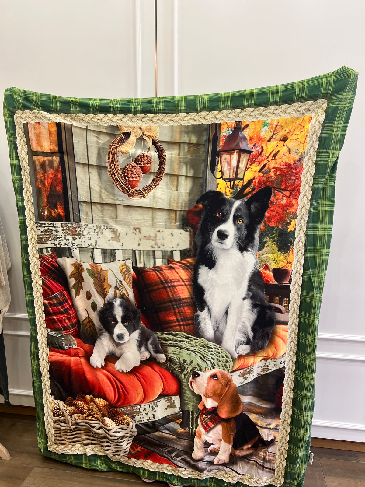 Plaid Border collie